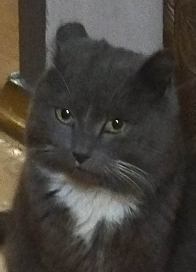 Кот наркоман