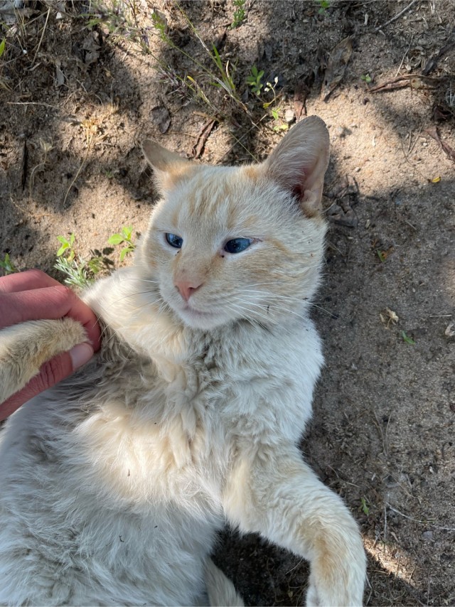 К нам пришел косоглазый кот