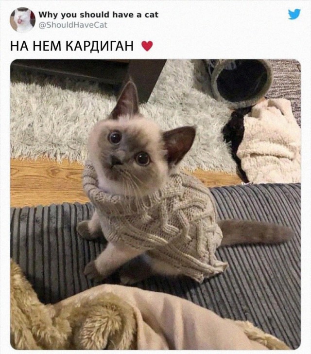 Картинки и мемы для настроения - 31