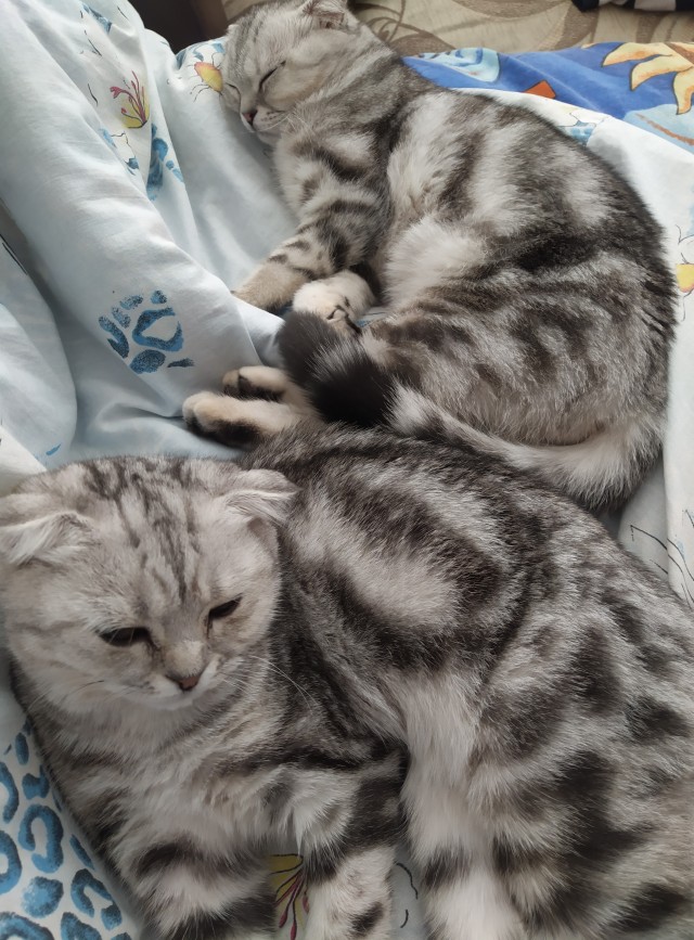 Котенок проснулся