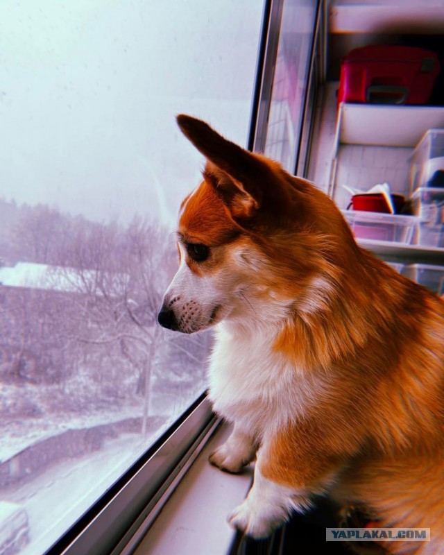 Ветеринар показал породы кошек и собак, которые он никогда бы не взял.