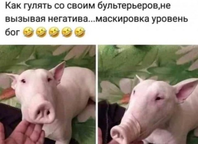 Картинки и мемы для настроения - 133