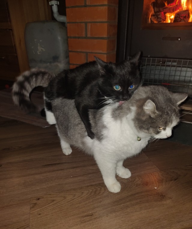 Котодракула