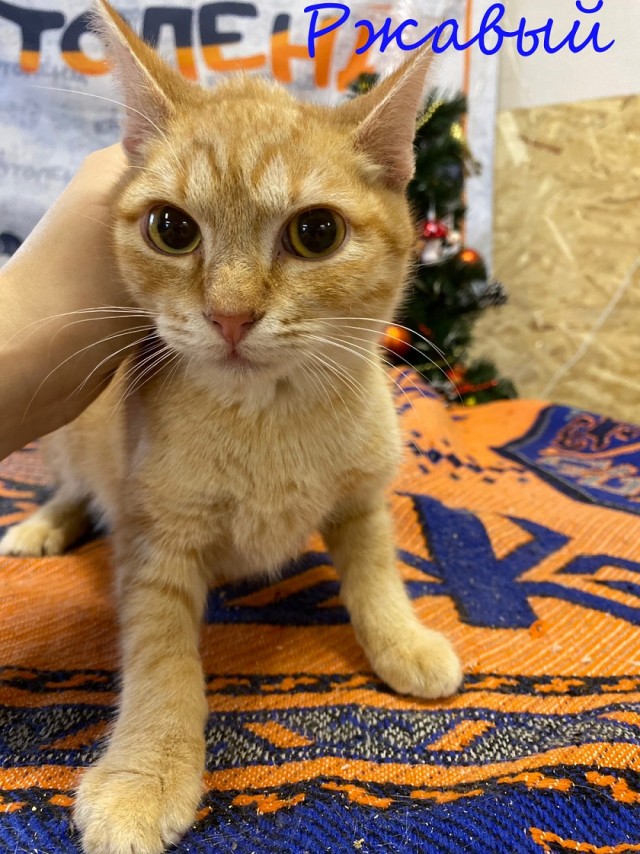 Жизнь домашнего приюта "Котоленд" 370