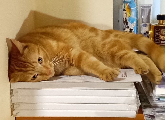 К котовторнику