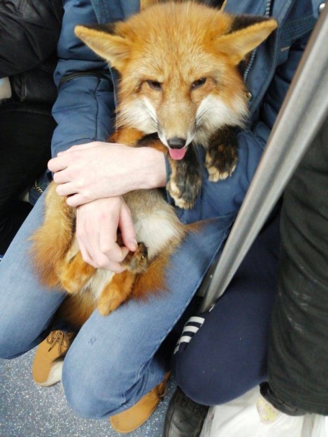 Самый хитрый пассажир московского метро