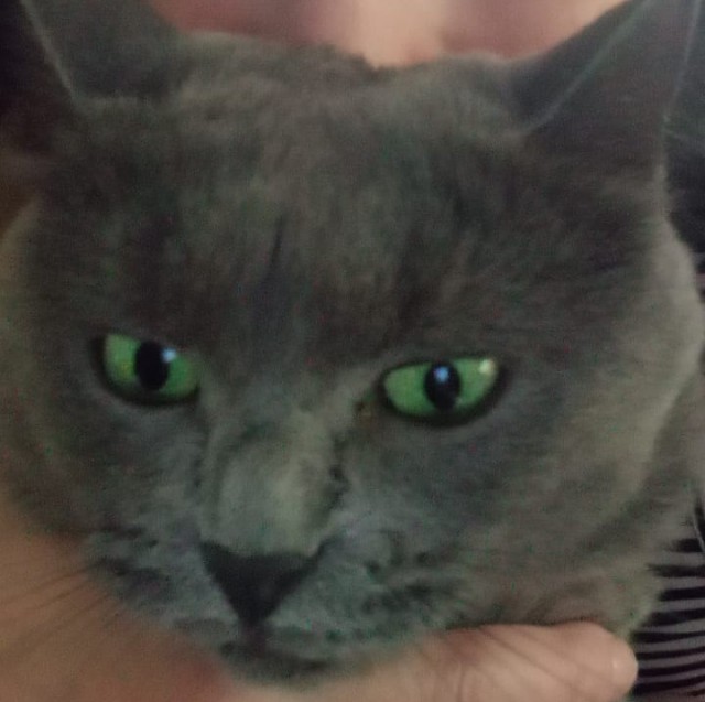 Котовторнику посвящается. Счастья привалило