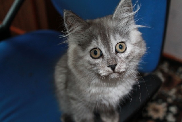 Котовторник  07.05.2013