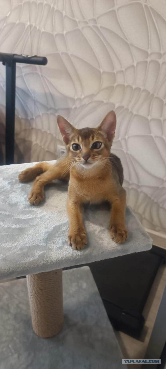 Вот и я стал рабом