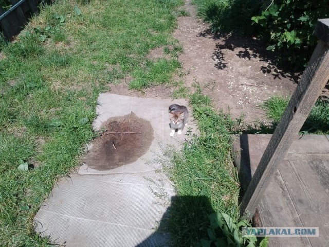 Жизнь домашнего приюта для котеек 499