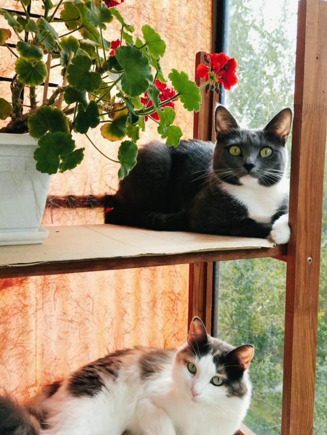 Коты деревенской породы