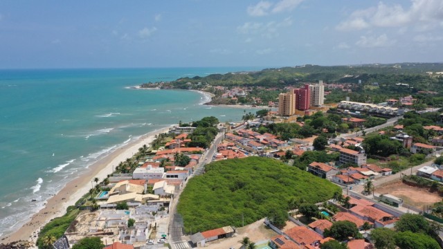 На этом фото — лишь одно дерево, самое большое дерево кешью в мире