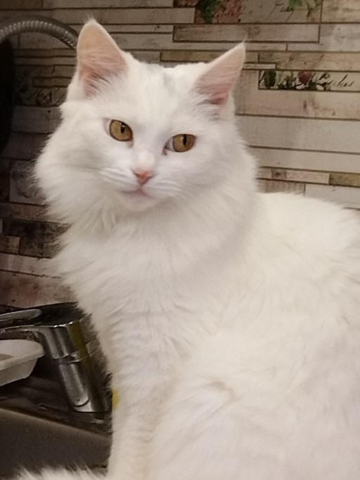 Ушла на радугу