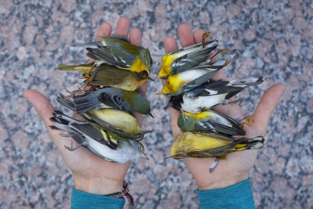 Объявлены победители конкурса фотографий дикой природы Nature Photographer of the Year 2024: полюбуйтесь на 20 лучших работ