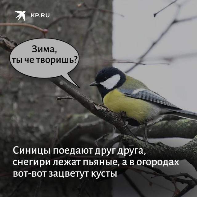 Рысь заохотила белку прямо в жилом секторе