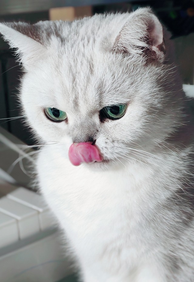 А где котики, сегодня же вторник!