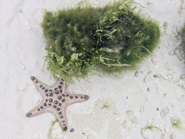 Бутан, таинственный Бутан