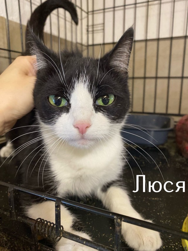 Жизнь домашнего приюта "Котоленд" 493