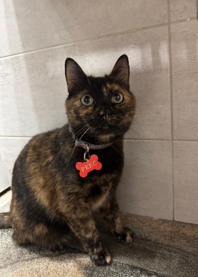 Когда нагадила прямо в сердце