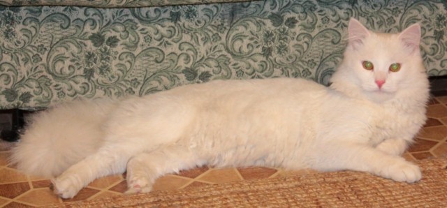 Котовторник 25.06.2013