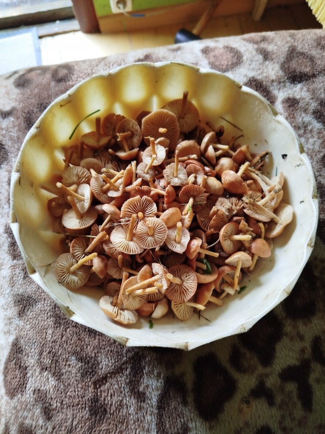 Подножный корм.