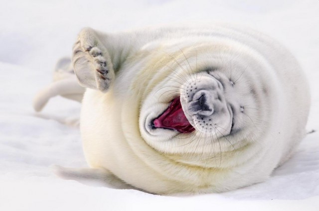 Заряд позитива: взгляните на 25 самых забавных снимков