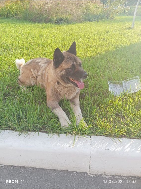 Помогите найти старых или новых хозяев данному песелю