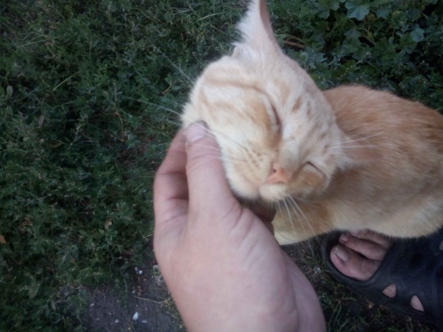 Принимайте в ряды которабов