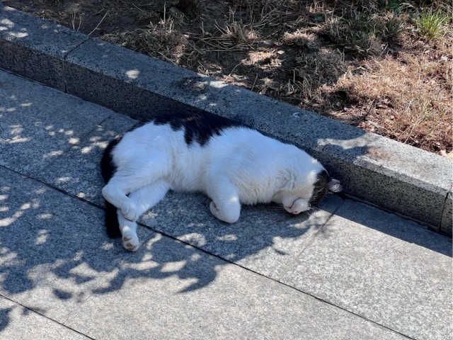 Турецкий кот.