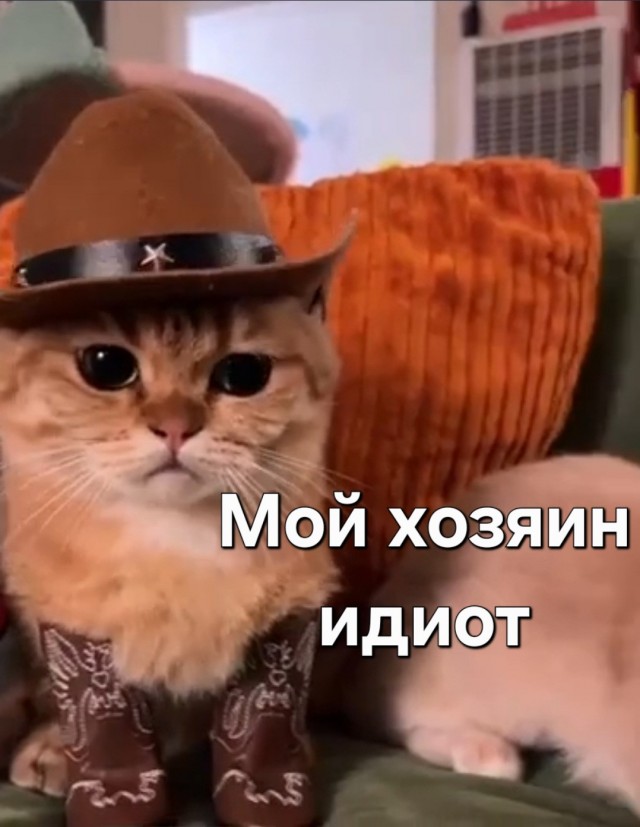 В Сети нашли милые ковбойские шляпы и сапоги для...котиков.