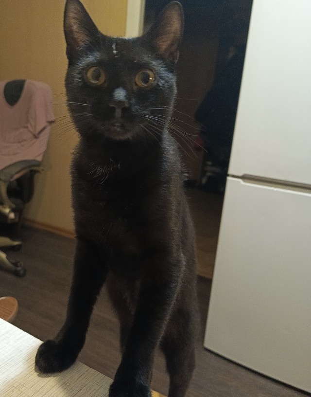Про кота.