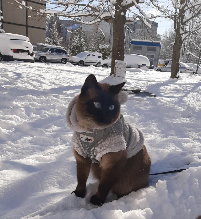 Мой кот