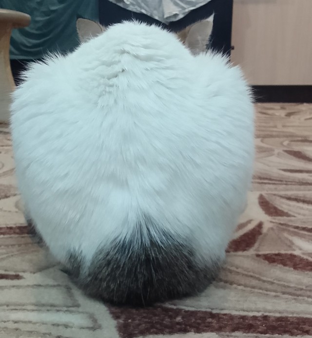 Ч/б котьки