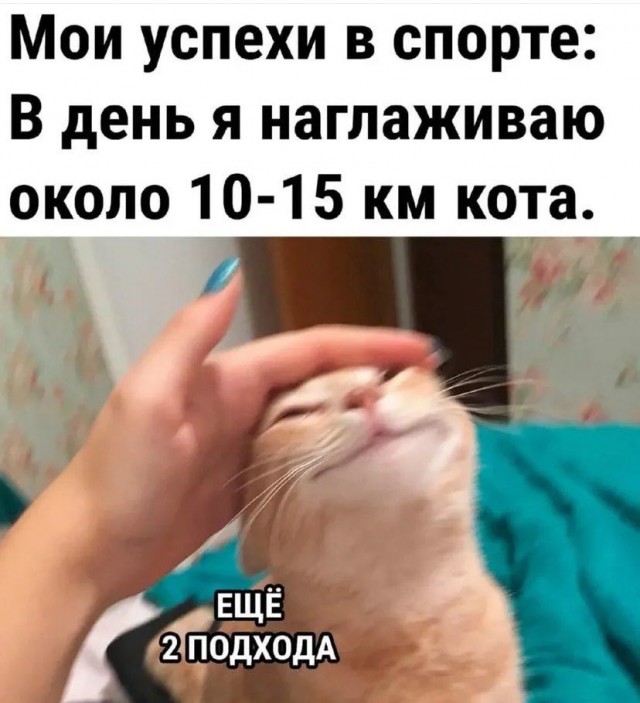 Котямбосы