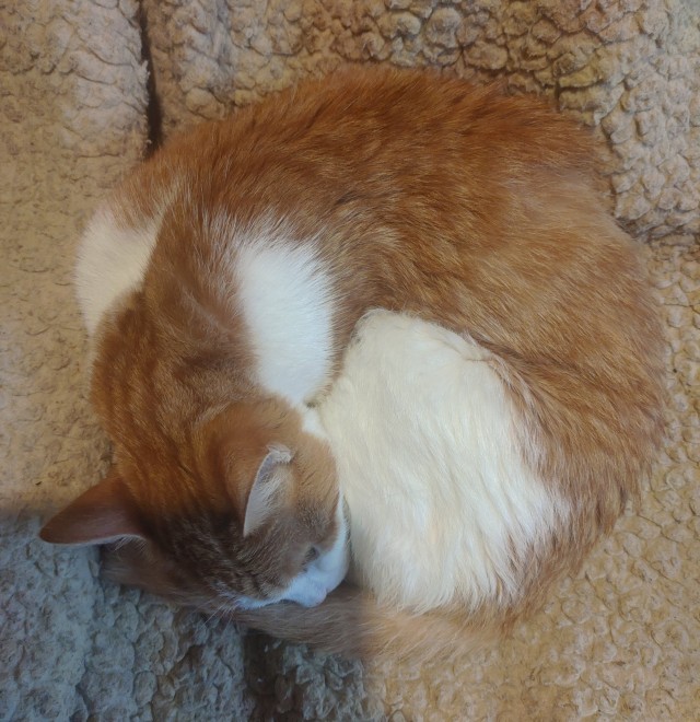 Котовторник. Маруселла.