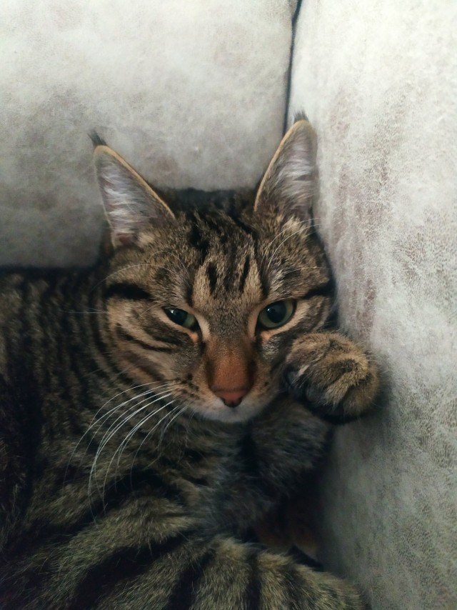 Котовторник же!