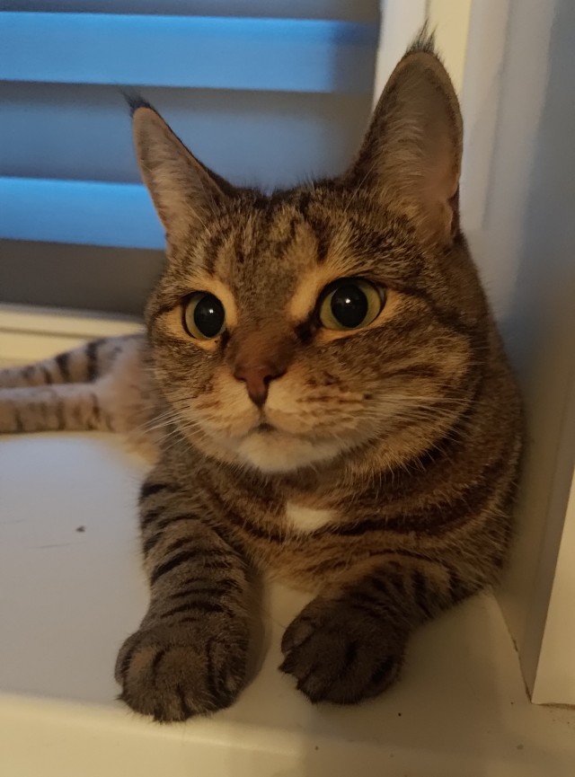 Котовторник сегодня