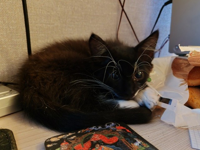 Котовторник 11.08.