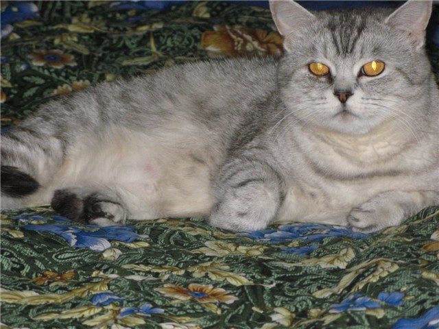 Котовторник на 24.09.2013г
