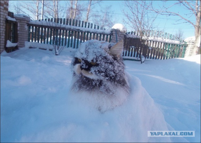 Котенька впервые увидел снег
