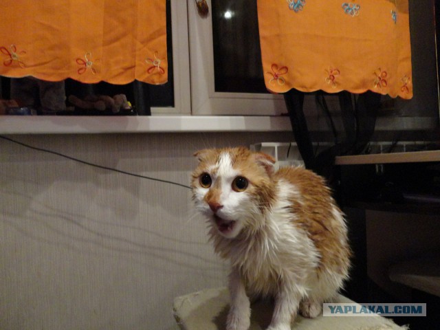 Котовторник 25.02.2014
