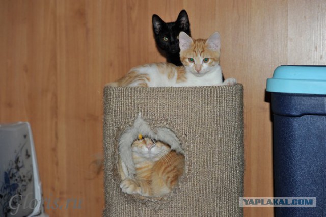 Котовторник 04.03.2014