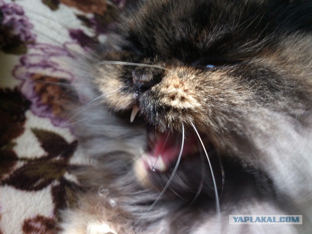 А у тебя есть фото твоей зевающей котейки ?