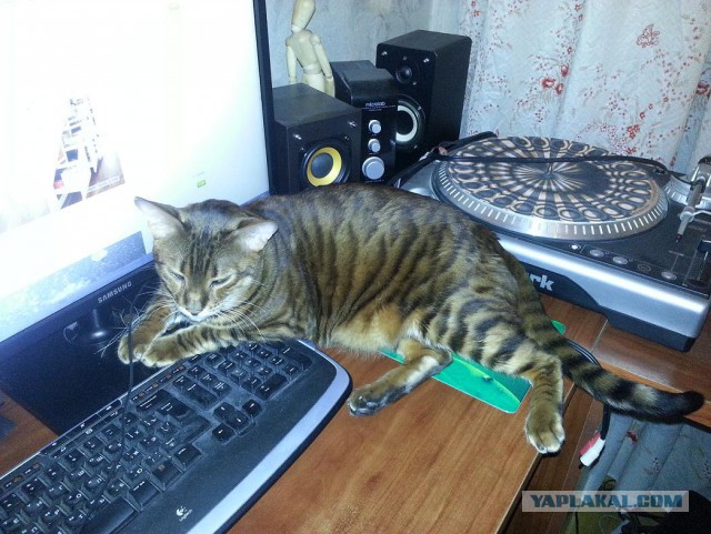 Котовторник 23.12.2014