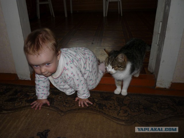 Котовторник 27.01.2015