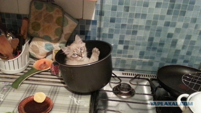 Котовторник