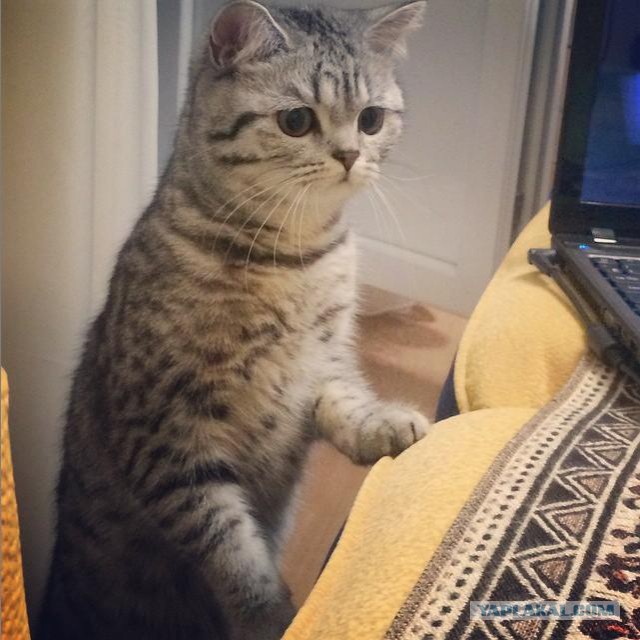 Котовторник 16.06.2015., Котовторник наступил!
