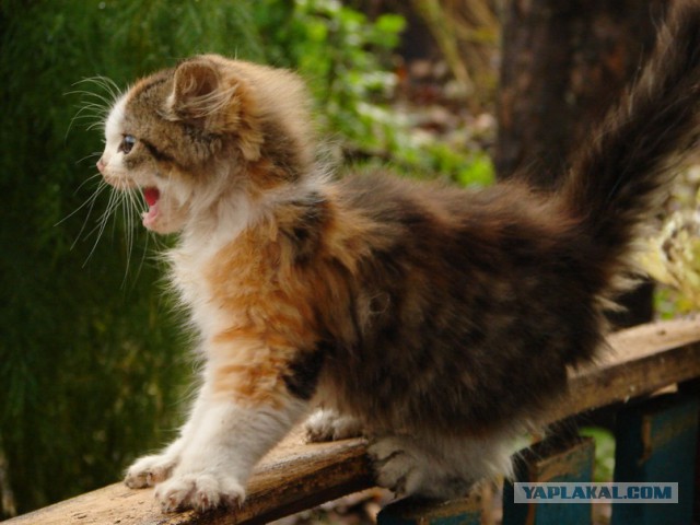 Котовторник 7.07.2015