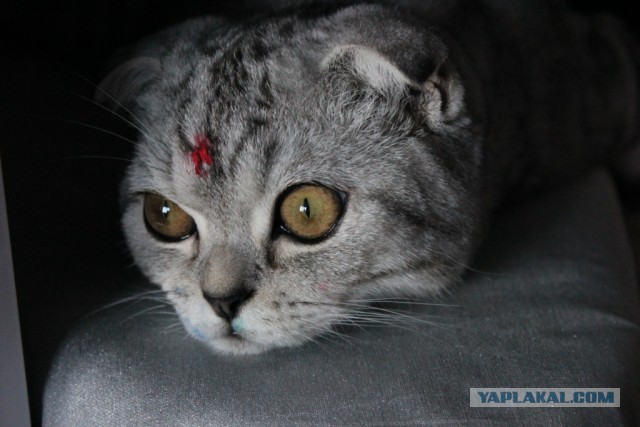 Котовторник 04.08.2015