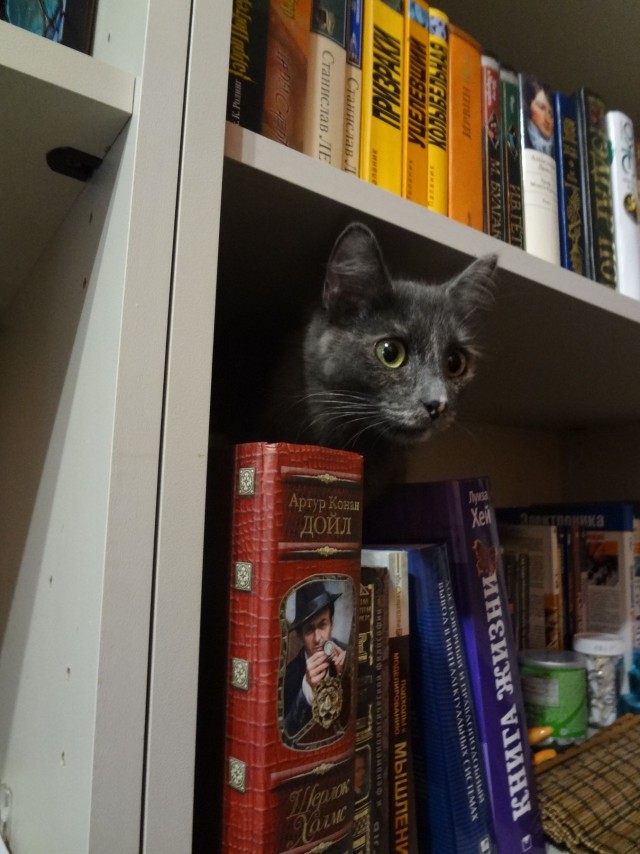 Котовторник